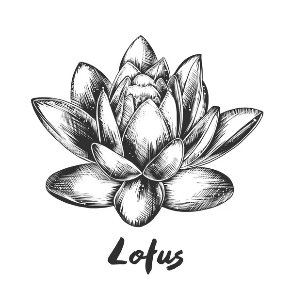 手描きの背景美しい蓮の花をスケッチ ストックベクター C Pimonova