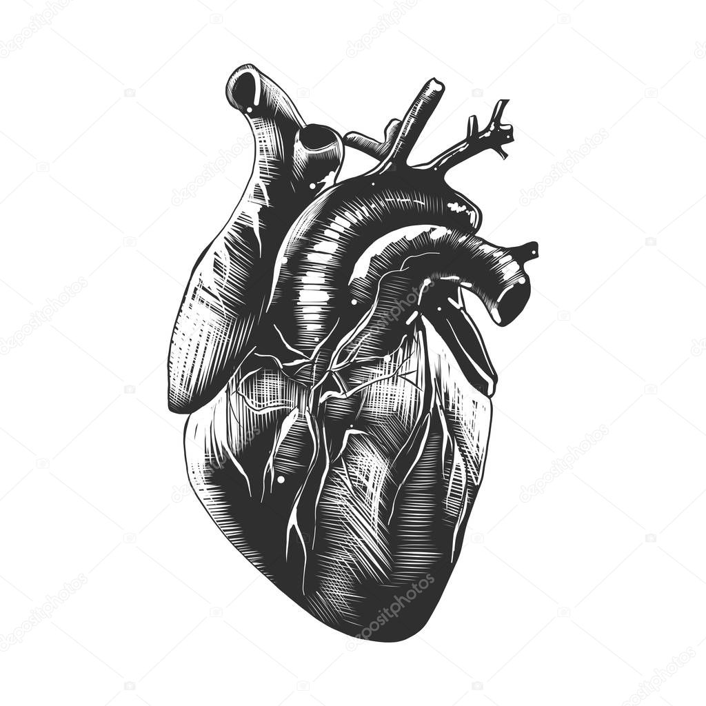 Vector engraved style illustration for posters, decoration and print. Hand drawn sketch of anatomical heart in monochrome isolated on white background. Detailed vintage woodcut style drawing.