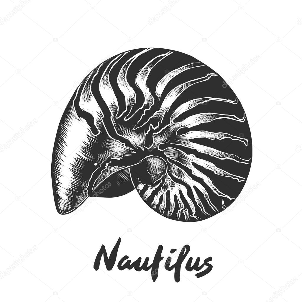 Vector engraved style illustration for posters, decoration and print. Hand drawn sketch of nautilus shell in monochrome isolated on white background. Detailed vintage woodcut style drawing.