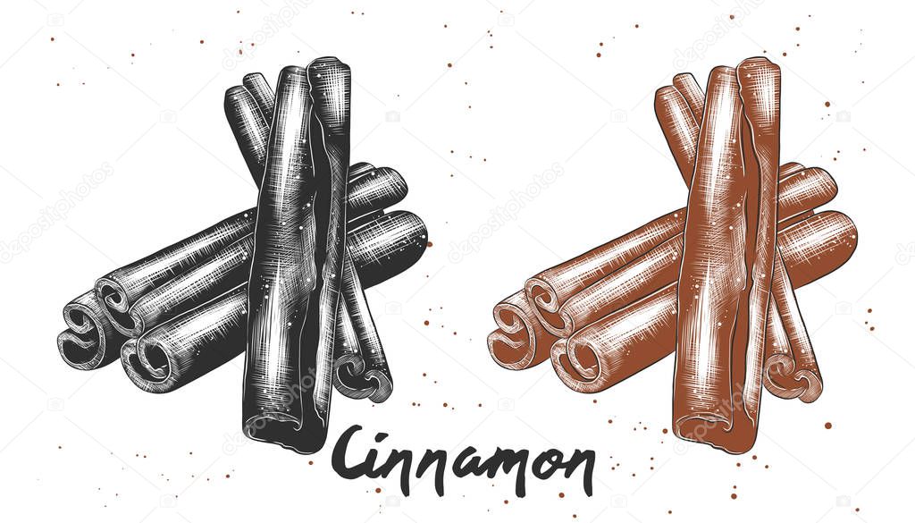 Vector engraved style illustration for posters, decoration and print. Hand drawn sketch of cinnamon in monochrome and colorful. Detailed vegetarian food drawing.