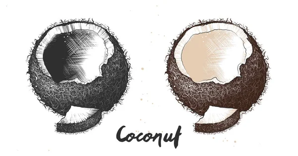 포스터 인쇄에 새겨진된 스타일 흑백에 화려한 코코넛의 손으로 그려진된 밑그림 — 스톡 벡터