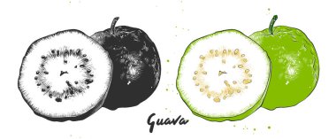 Elle çizilmiş kroki guava meyve siyah beyaz ve renkli. Çizim ayrıntılı Vejetaryen yiyecekler.