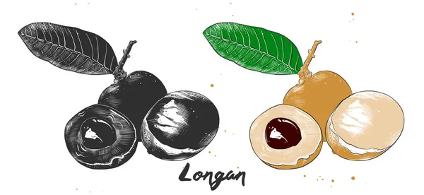 Croquis dessiné à la main de fruits de longan en monochrome et coloré. Dessin alimentaire végétarien détaillé . — Image vectorielle