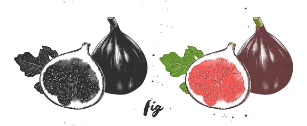 Croquis dessiné à la main de figues fraîches en monochrome et coloré. Dessin alimentaire végétarien détaillé . — Image vectorielle