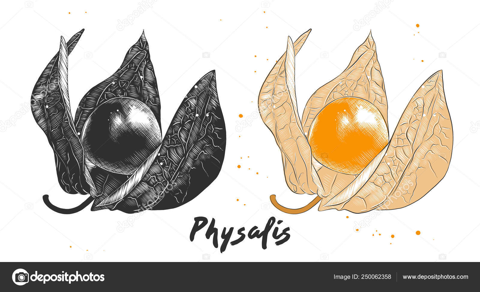 Schizzo Disegnato A Mano Della Frutta Di Physalis In Bianco