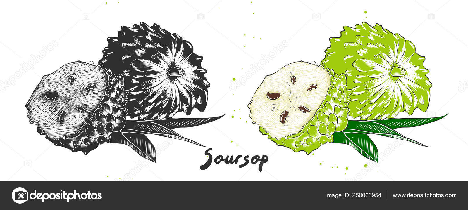 Hand Drawn Sketch Of Soursop Or Guanabana In Monochrome And Colorful Detailed Vegetarian Food Drawing Stock Vector Image By C De Malia Hand Drawn Sketch Of Soursop Or Guanabana In Monochrome And Colorful Detailed Vegetarian Food Drawing Stock Vector Image By C De Malia