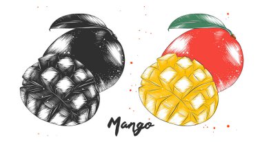 Siyah beyaz ve renkli içinde mango meyve el çizilmiş kroki. Çizim ayrıntılı Vejetaryen yiyecekler. 
