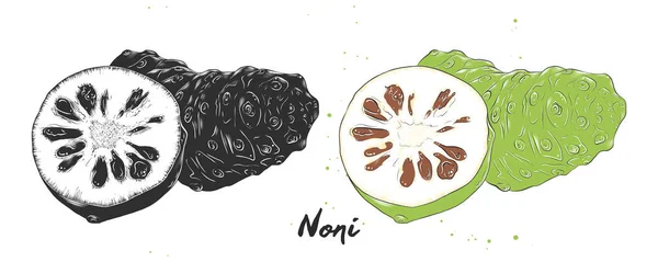 Συρμένο χέρι σκίτσο των φρούτων Νόνι μονόχρωμη και πολύχρωμο. Λεπτομερείς χορτοφάγους τροφίμων σχεδίασης. — Διανυσματικό Αρχείο