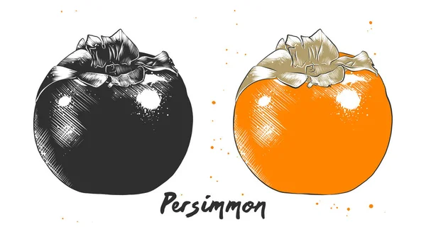 Croquis dessiné à la main de fruits de kaki en monochrome et coloré. Dessin alimentaire végétarien détaillé . — Image vectorielle