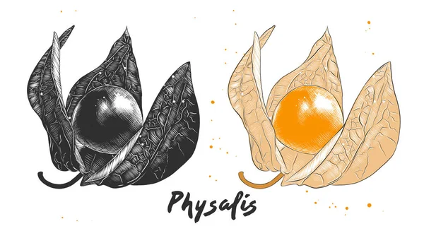 Dibujo dibujado a mano de physalis fruta en monocromo y colorido. Dibujo detallado de comida vegetariana . — Vector de stock