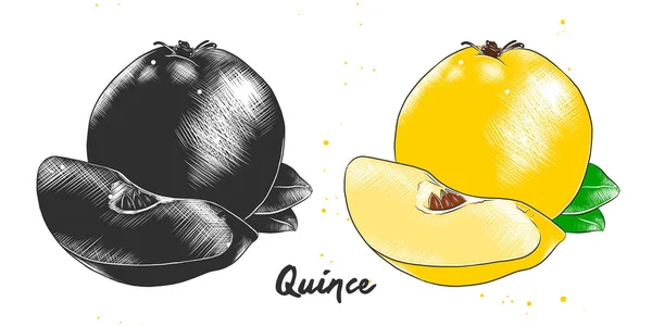 Bosquejo dibujado a mano de fruta de membrillo en monocromo y colorido. Dibujo detallado de comida vegetariana . — Vector de stock