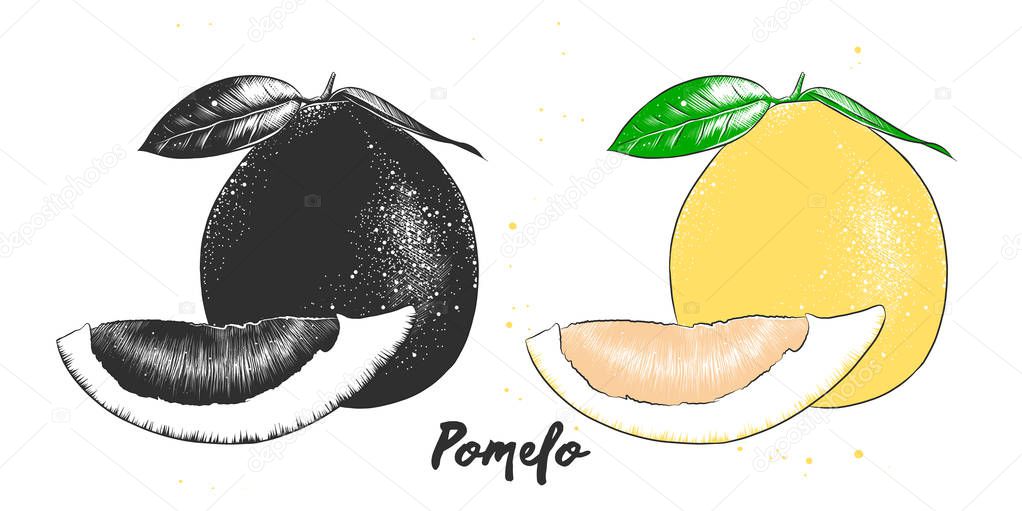 Hand drawn sketch of pomelo fruit in monochrome and colorful. Detailed vegetarian food drawing. 