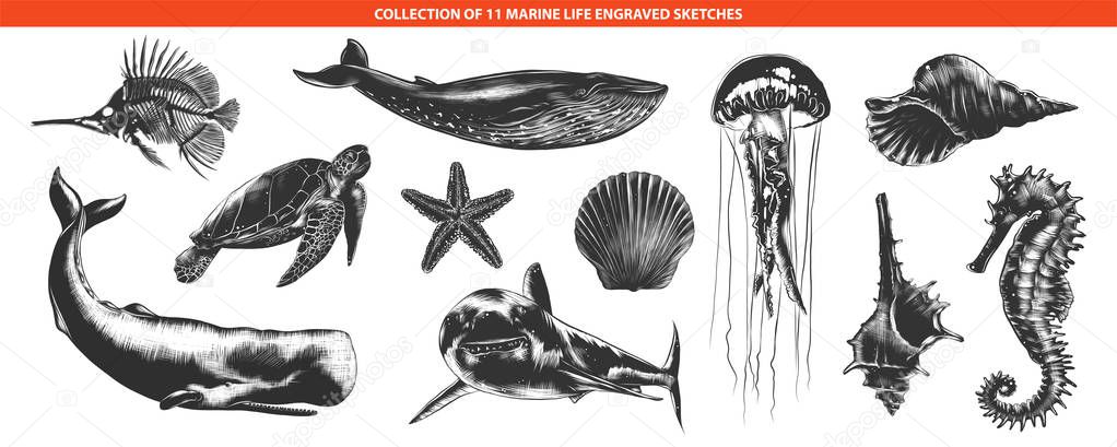 Vector engraved style sea life animals collection for posters, decoration and print, logo. Hand drawn sketches of in monochrome isolated on white background. Detailed vintage woodcut style drawing.