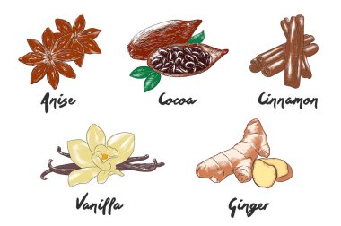 Vektör kazınmış stil organik baharat ve poster, dekorasyon, ambalaj, menü, logo için fasulye toplama. Beyaz arka planda izole el çizilmiş renkli skeçler. Detaylı Vintage gravür çizim. 