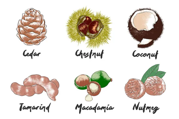 矢量雕刻有机异国水果和坚果收集海报,装饰,包装,菜单,标志。手绘彩色草图隔离在白色背景上。详细的复古木切图纸. — 图库矢量图片