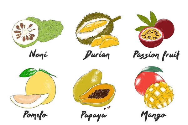 Colección de frutas exóticas orgánicas de estilo grabado vectorial para carteles, decoración, embalaje, menú, logotipo. Dibujos coloridos dibujados a mano aislados sobre fondo blanco. Dibujo de madera vintage detallado . — Vector de stock