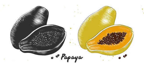 Dibujo de grabado dibujado a mano de papaya en monocromo y colorido. Dibujo detallado de linograbado de alimentos vegetarianos . — Vector de stock