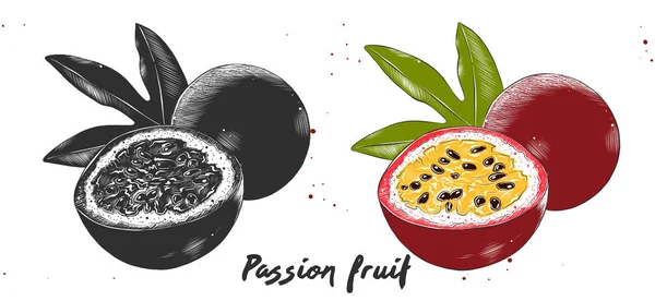 Croquis dessiné à la main de fruits de la passion en monochrome et coloré. Alimentation végétarienne détaillée linogravure . — Image vectorielle