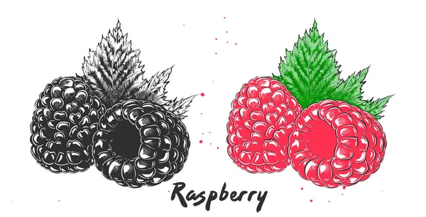 Croquis de framboise dessiné à la main en monochrome et coloré. Alimentation végétarienne détaillée linogravure . — Image vectorielle