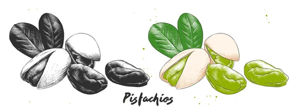 Ручной рисунок орешков фисташек в монохромном и красочном виде. Подробный рисунок линогравюры для вегетарианской еды . — стоковый вектор
