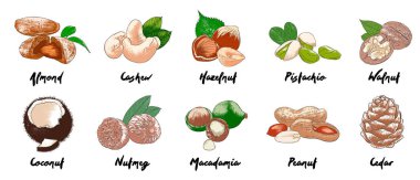 Beyaz arka planda izole el çizilmiş renkli skeçler. Detaylı Vintage gravür çizim. 