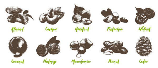 Hand drawn monochrome sketches isolated on white background. Detailed vintage woodcut drawing. 