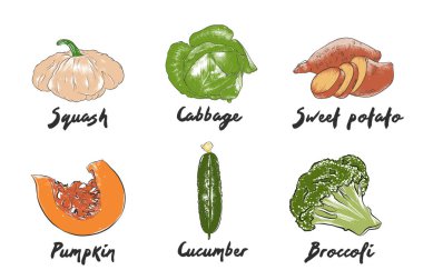 Beyaz arka planda izole el çizilmiş renkli skeçler. Detaylı Vintage gravür çizim. 