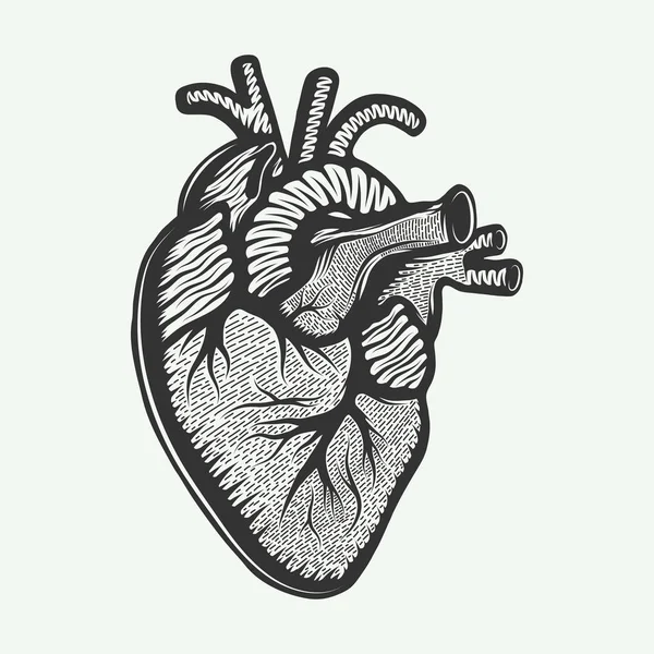 Ilustración de estilo grabado vectorial para carteles, decoración e impresión. Dibujo dibujado a mano de corazón anatómico en monocromo aislado sobre fondo blanco. Dibujo de estilo de corte en madera vintage detallado. Gráfico . — Vector de stock