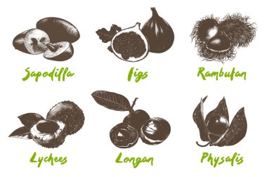 Posterler, dekorasyon, ambalaj, menü ve logo için oymalı organik meyve koleksiyonu. Beyaz arka planda elle çizilmiş monokrom çizimleri. Ayrıntılı eski ağaç kesimi çizimi.