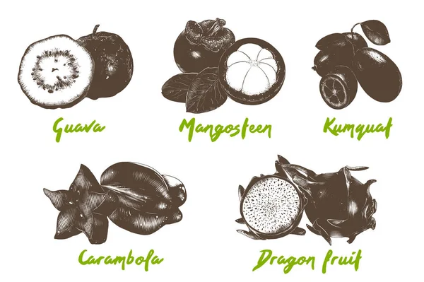 Vector Gegraveerde Stijl Organische Exotische Vruchten Collectie Voor Posters Decoratie — Stockvector