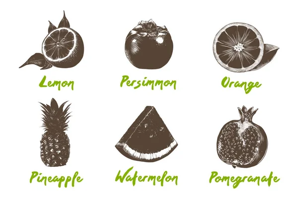 Vector Gravierte Kollektion Biologischer Früchte Für Poster Logo Speisekarte Dekoration — Stockvektor