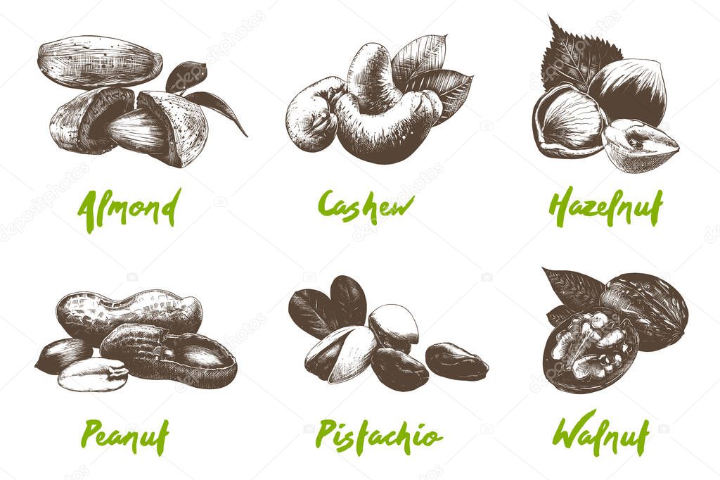 Vector engraved style organic nuts collection for posters, decoration, packaging, menu, logo. Hand drawn monochrome sketches isolated on white background. Detailed vintage woodcut drawing.