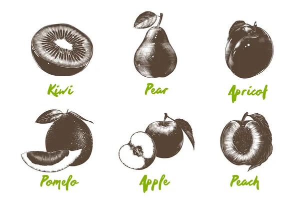 Collection Fruits Biologiques Style Gravé Vectoriel Pour Affiches Logo Menu — Image vectorielle