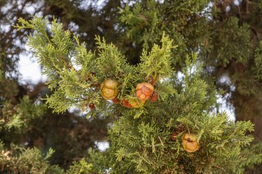 Küpressus arizonica 'ya yakın, koniler ve canlı yeşil yapraklar sergileniyor.