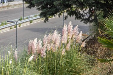 Asfaltlı bir yolda rüzgarda esen süslü otlar.