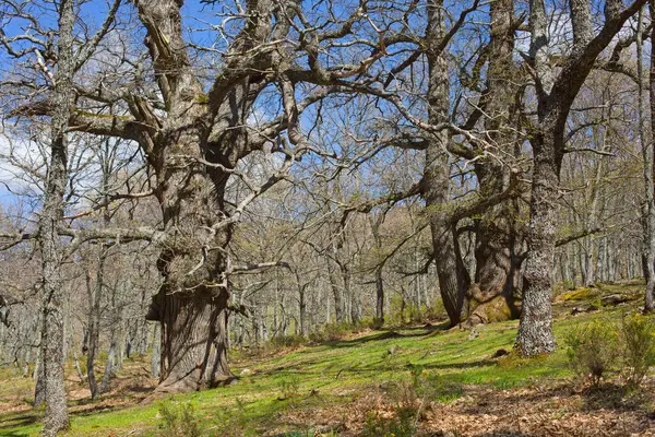 Каштаны Весеннем Лесу Необычная Форма Ветвей Деревьев Лесу Весной — стоковое фото