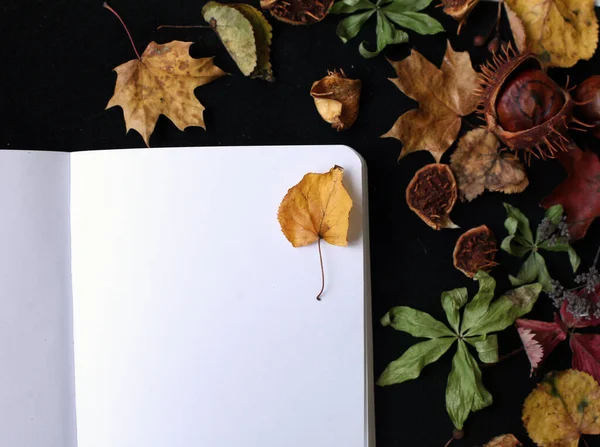 Opened Note Book Black Background Decorated Dry Multicolored Autumn Leaves — Stock Photo, Image