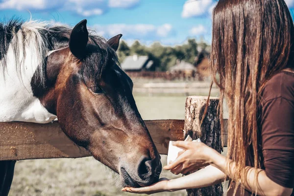 Una Chica Alimenta Caballo Sus Manos Una Chica Con Caballo — Foto de Stock