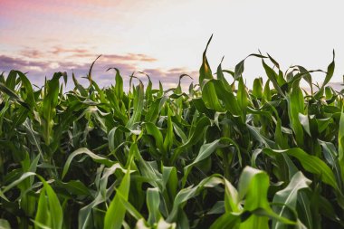 Günbatımında yeşil mısır tarlası yaz akşamında gökyüzü arka planı, tarım bitkileri tarlası