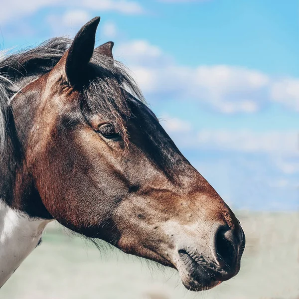 Retrato Hermoso Caballo Campo Verano Cerca Caballo — Foto de Stock