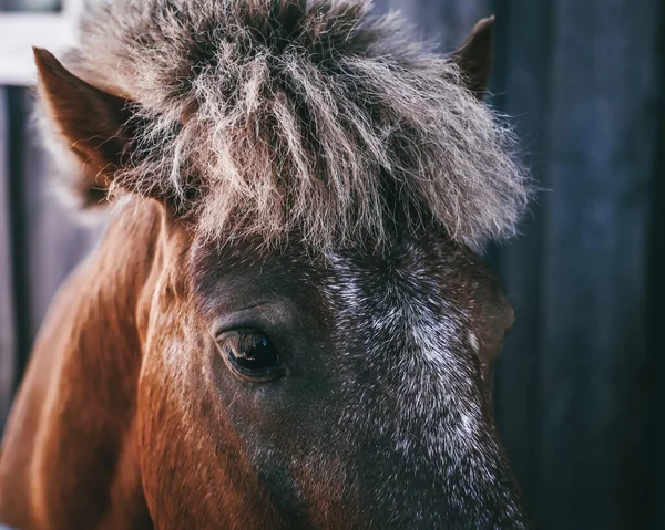 Krásný Hnědý Kůň Koňská Oko Tlama Hříva Zblízka — Stock fotografie