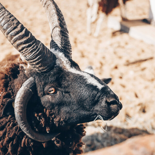 black ram with four horns and an orange eye, farm animals