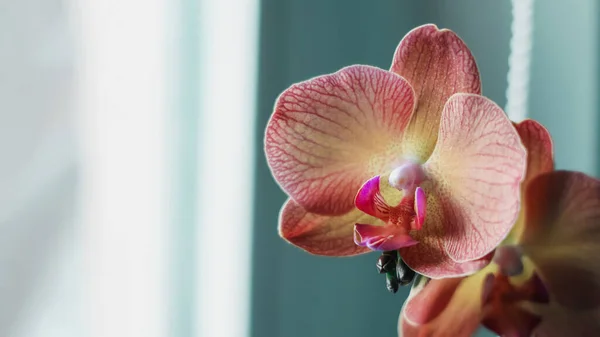 Phalaenopsis Orkidé Blommor Ljus Bakgrund Vacker Asiatisk — Stockfoto