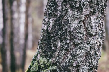 Eski bir ağacın kabuğu, orman arka planı.