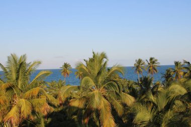 Palmiye ağacı, Hindistan cevizi, Brezilya plajı. 