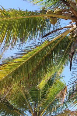 Palmiye ağacı, Hindistan cevizi, Brezilya plajı. 