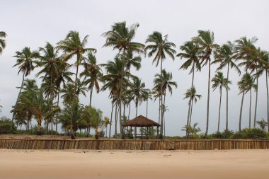 Palmiye ağacı, Hindistan cevizi, Brezilya plajı. 