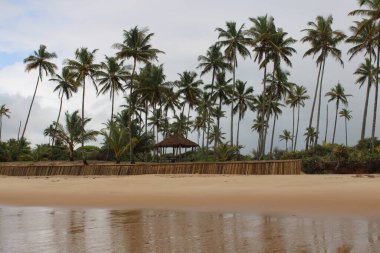 Palmiye ağacı, Hindistan cevizi, Brezilya plajı. 