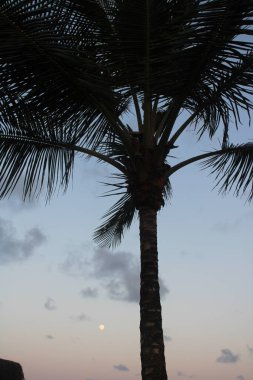 Palmiye ağacı, Hindistan cevizi, Brezilya plajı. 