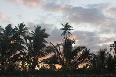 Palmiye ağacı, Hindistan cevizi, Brezilya plajı. 